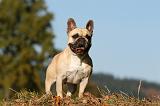 BOULEDOGUE FRANCAIS 1161